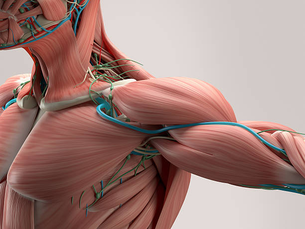 Musculoskeletal
