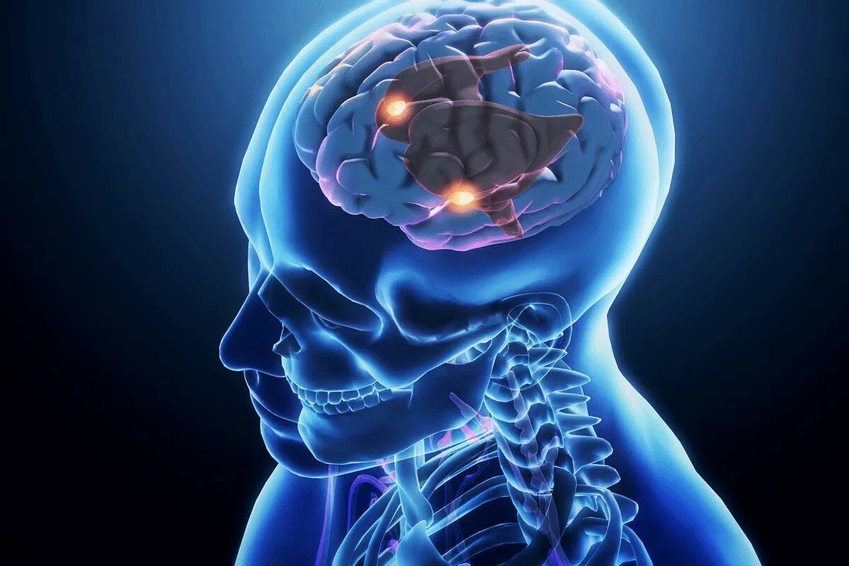 Central Nervous System (CNS)